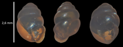 Vertigo moulinsiana