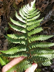 Dryopteris arguta
