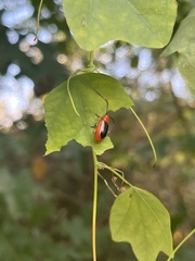 Disonycha discoidea