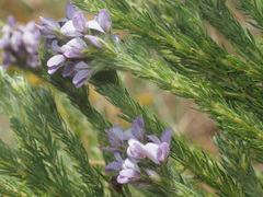 Aspalathus cephalotes