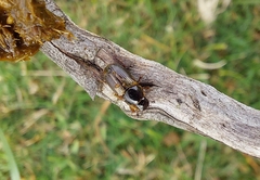 Melinopterus
