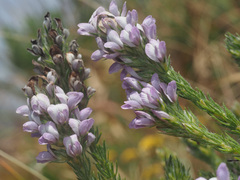 Aspalathus cephalotes