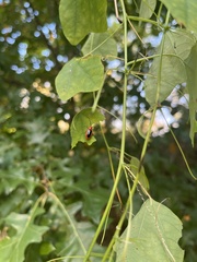 Disonycha discoidea