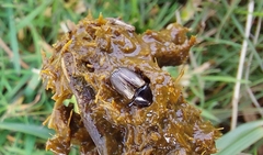 Melinopterus