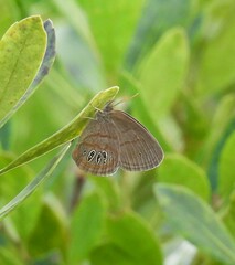 Neonympha areolatus
