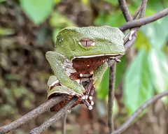 Phyllomedusa burmeisteri