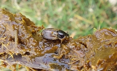 Melinopterus