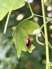 Disonycha discoidea