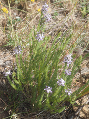 Aspalathus cephalotes