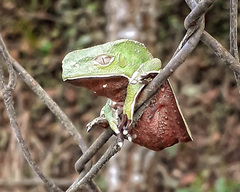 Phyllomedusa burmeisteri