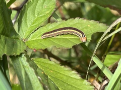 Trichordestra legitima