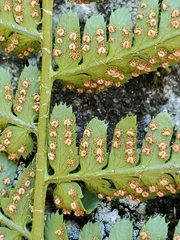 Dryopteris arguta