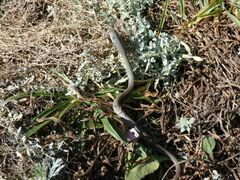 Coluber constrictor mormon