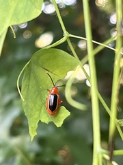 Disonycha discoidea