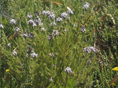 Aspalathus cephalotes