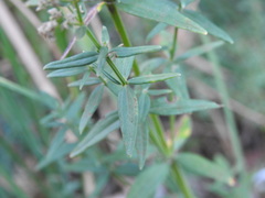 Galium boreale