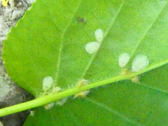 Crypturaphis grassii