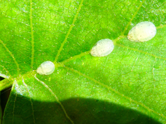 Crypturaphis grassii