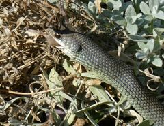 Coluber constrictor mormon