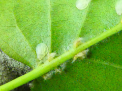 Crypturaphis grassii