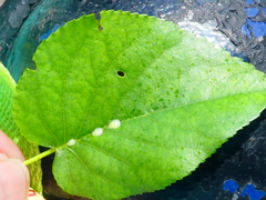 Crypturaphis grassii