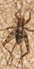 Phalangopsidae