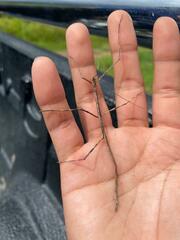 Phasmatinae