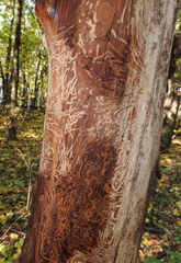 Scolytus