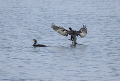 Phalacrocorax carbo hanedae