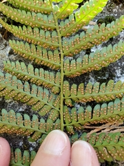 Dryopteris arguta
