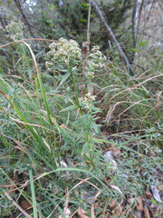 Galium boreale
