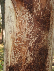Scolytus