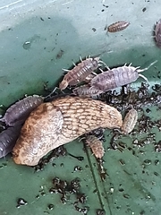 Limax maximus