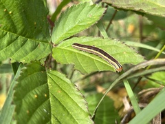 Trichordestra legitima