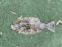 Paralichthys californicus