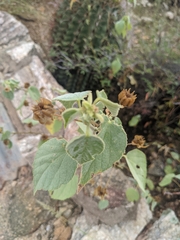 Abutilon abutiloides