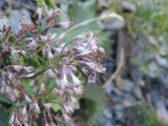 Adenostyles alliariae