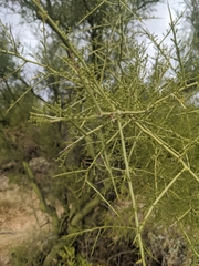 Parkinsonia microphylla
