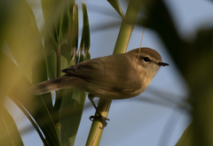 Phylloscopus sindianus