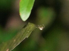 Emertonella taczanowskii