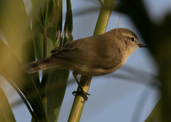Phylloscopus sindianus