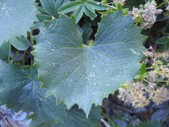 Adenostyles alliariae