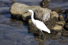 Egretta garzetta garzetta