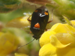Deraeocoris
