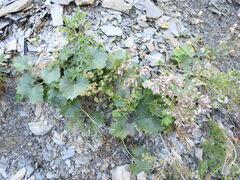 Adenostyles alliariae