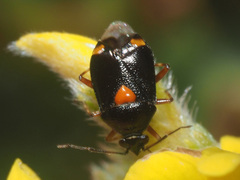 Deraeocoris