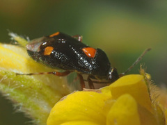Deraeocoris