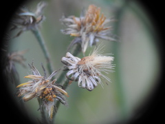 Hieracium amplexicaule
