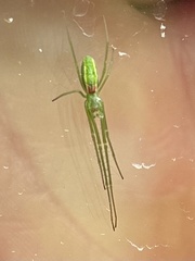 Tetragnatha viridis