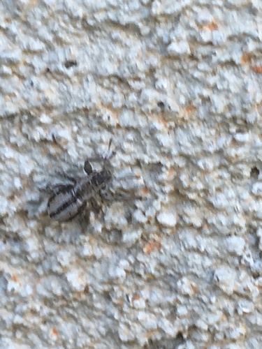 Little Fringed Weevil photo 4